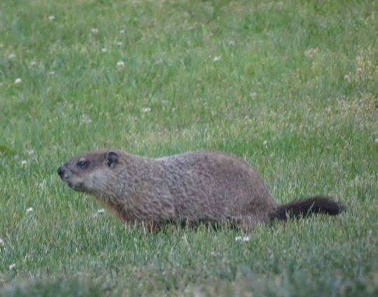 Groundhog