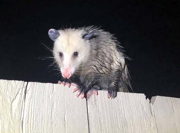 Opossum